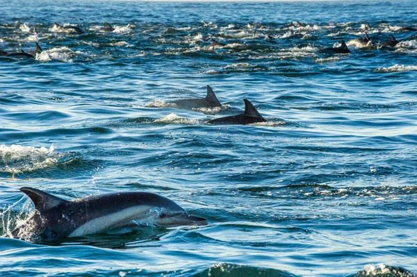 Delfiny pływające w oceanie — Zdjęcie stockowe