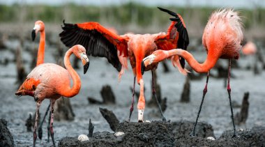 Flamingolar yuvaların üzerinde kolonisi 