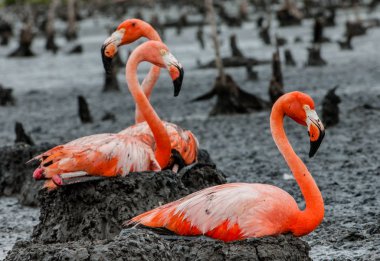 Flamingolar yuvaların üzerinde kolonisi 