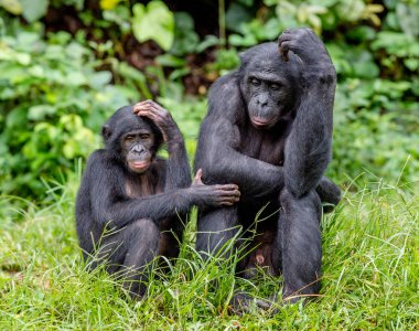 Bonobos in natural habitat clipart
