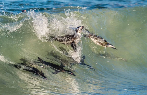 Африканський пінгвіни, купання в океані — стокове фото