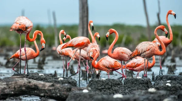 Colônia de Flamingos nos ninhos — Fotografia de Stock