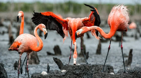 Kolonie von Flamingos auf den Nestern — Stockfoto