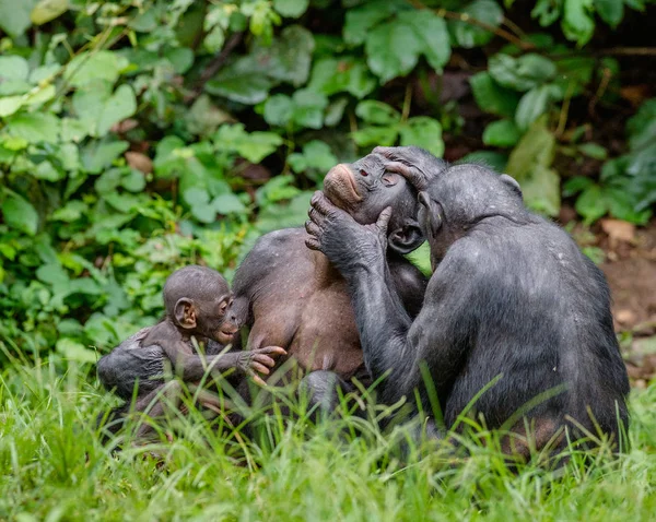 Bonobos i naturliga livsmiljöer — Stockfoto