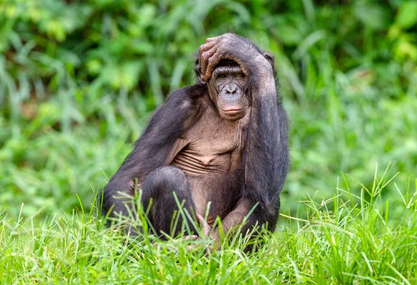 Erwachsenes Bonobo-Männchen — Stockfoto