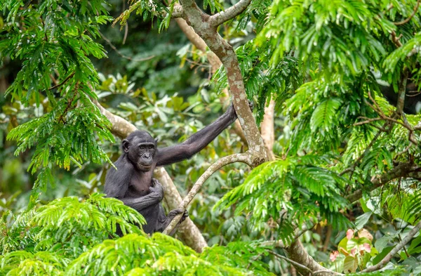 Bonobo em habitat natural . — Fotografia de Stock