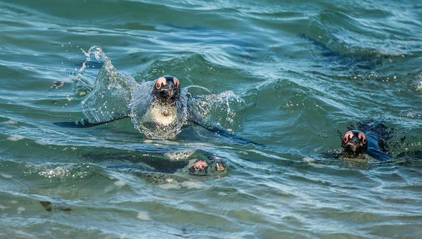 African penguins swiming in water — Stock Photo, Image