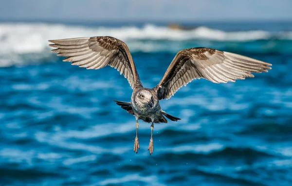 Flygande juvenil Kelp mås — Stockfoto