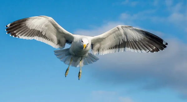 Flying  Adult Kelp gull — Stock Photo, Image