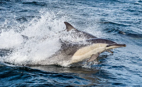 Delfiny pływające w oceanie — Zdjęcie stockowe