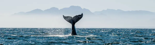 Zeegezicht met staart van de walvis — Stockfoto