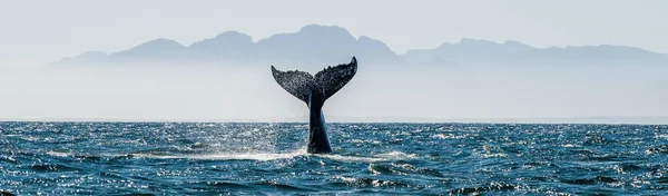 Seascape med Whale svans — Stockfoto