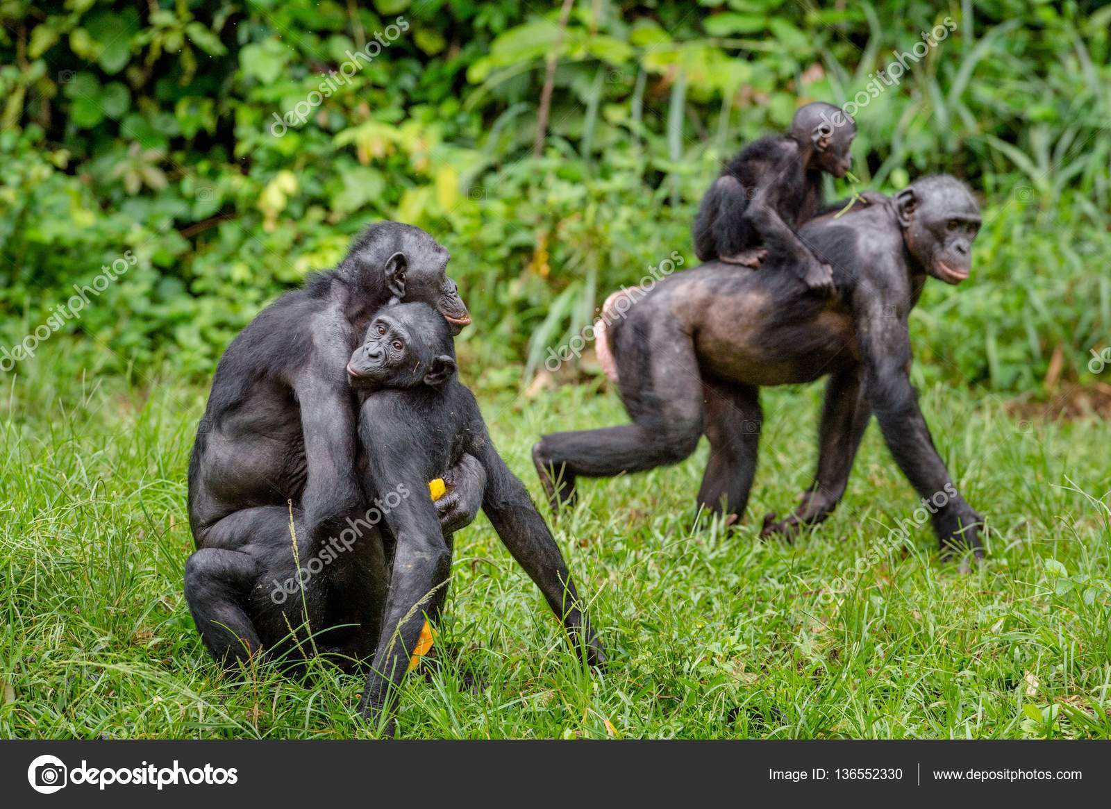 Самка гоняет самца. Бонобо самец. Бонобо обезьяна. Шимпанзе бонобо спариваются. Самка бонобо.