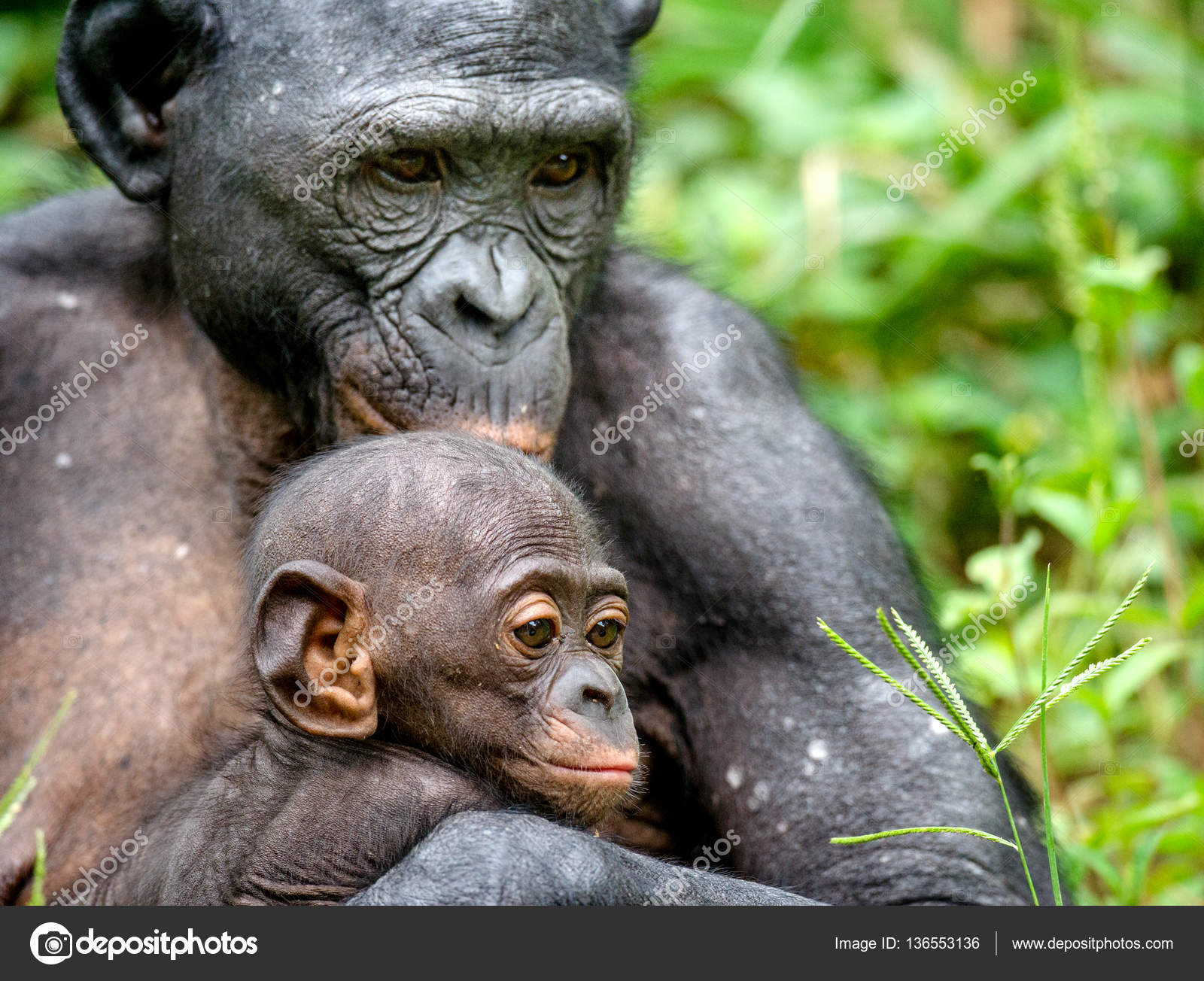 Mother and Cub of Bonobo in natural habitat Stock Photo by ©SURZet