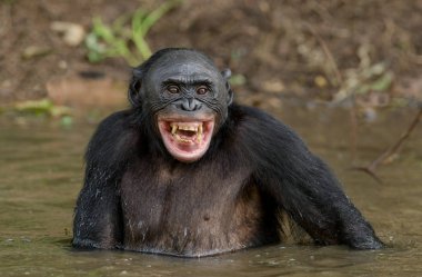 Chimpanzee Bonobo in the water clipart
