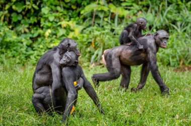 Doğal ortamında çiftleşme Bonobo