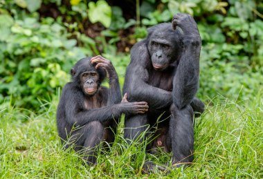 Bonobo doğal ortamlarında