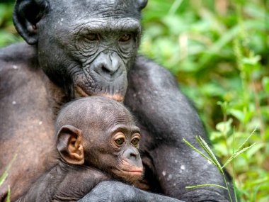 Mother and Cub of Bonobo in natural habitat clipart