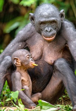 Anne ve yavrusu Bonobo doğal ortamlarında