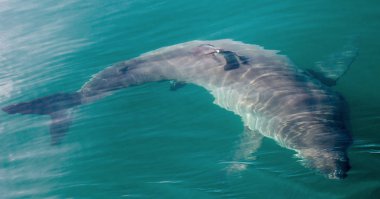 büyük beyaz köpekbalığı sualtı