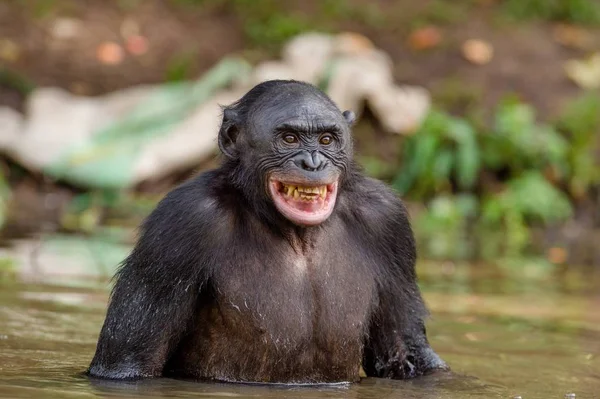 Chimpanzee Bonobo in the water — Stock Photo, Image