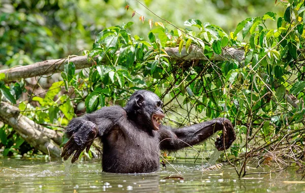 Zwarte bonobo in het water — Stockfoto