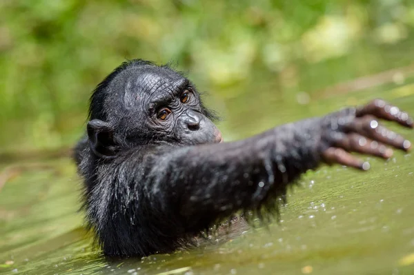Black bonobo in the water — Stock Photo, Image