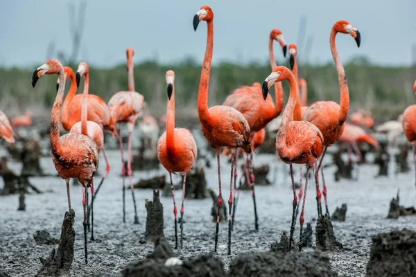 Colonie de Flamants roses sur les nids — Photo