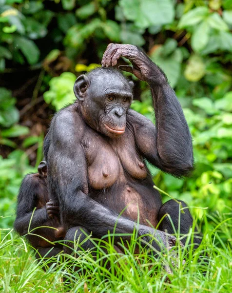 Erwachsenes Bonobo-Weibchen mit Jungtier — Stockfoto