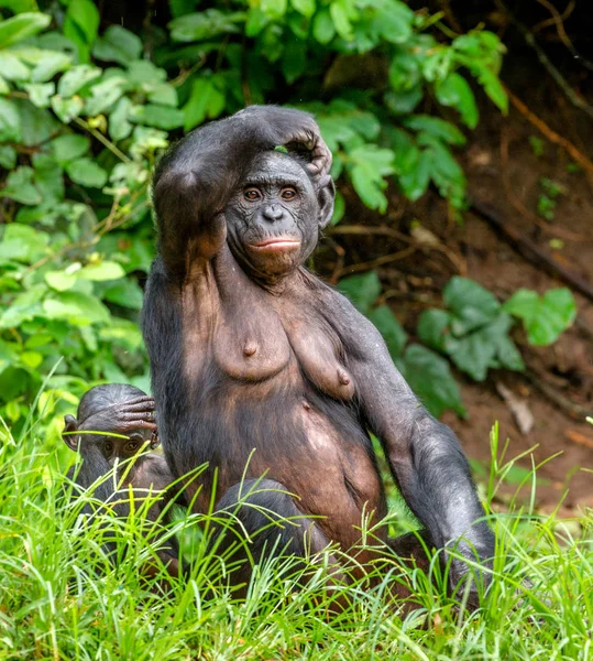 Volwassen vrouwtje voor Bonobo met cub — Stockfoto
