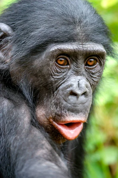 Μπονόμπο στο φυσικό περιβάλλον — Φωτογραφία Αρχείου