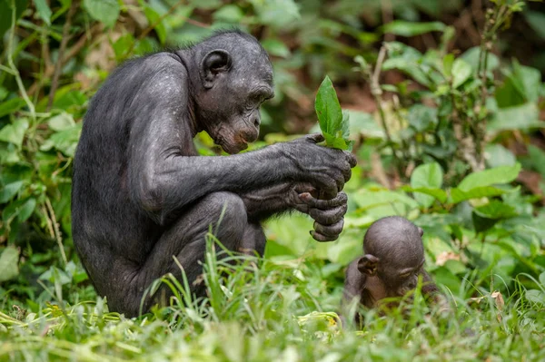 Moeder en Cub van Bonobo in natuurlijke habitat — Stockfoto