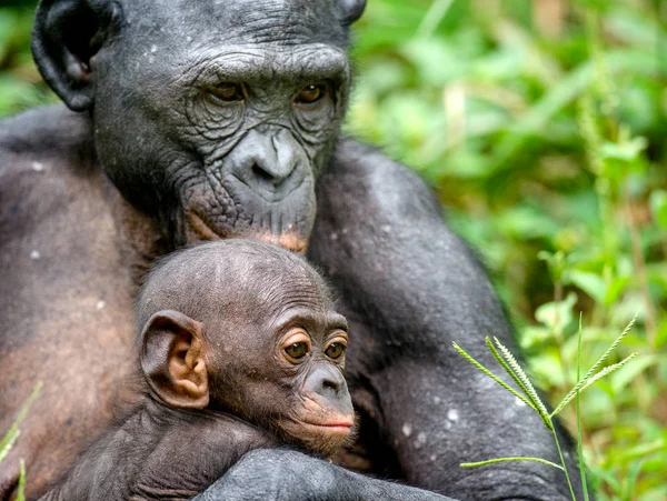 Madre y cachorro de Bonobo en hábitat natural — Foto de Stock