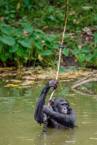 Bonobo negro en el agua —  Fotos de Stock
