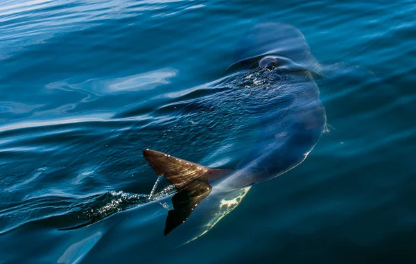 Grande squalo bianco sott'acqua — Foto Stock