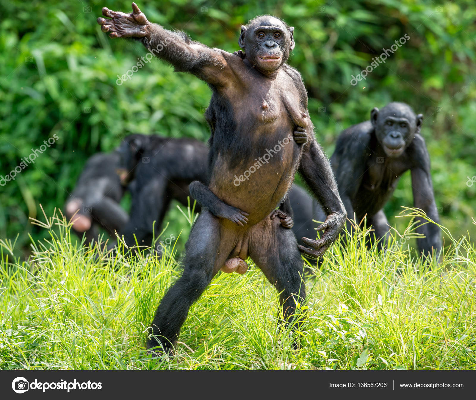 Bonobo Cub On The Mother S Back Stock Photo Image By C Surzet