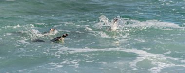 Afrika penguenler mavi su 