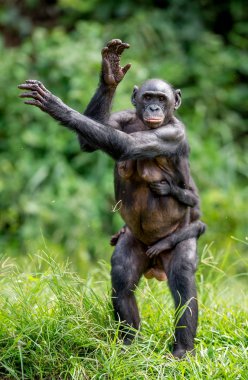 Annenin sırtına bonobo yavrusu