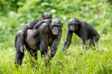 Annenin sırtına bonobo yavrusu