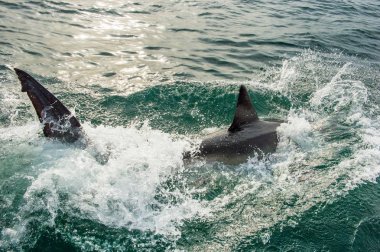 Büyük beyaz köpekbalığı okyanusta bir saldırı