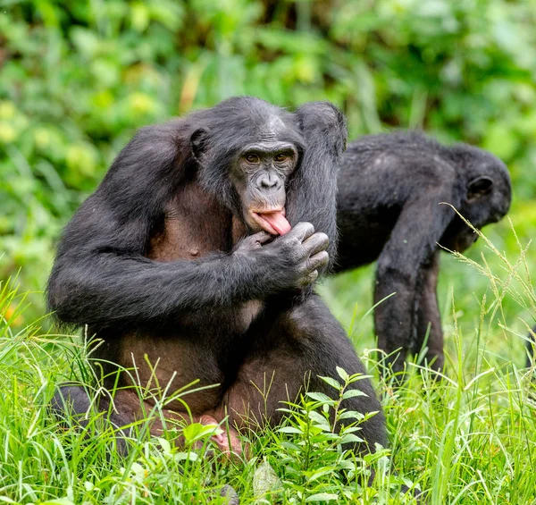 Bonobos i naturliga livsmiljöer — Stockfoto