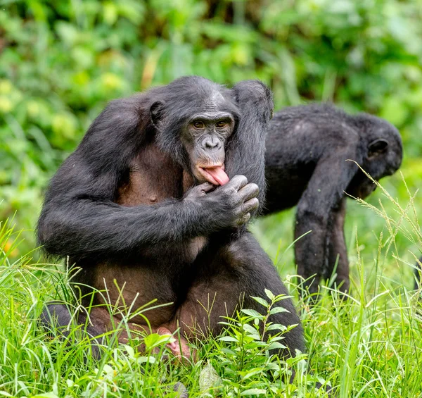 Bonobos em habitat natural — Fotografia de Stock