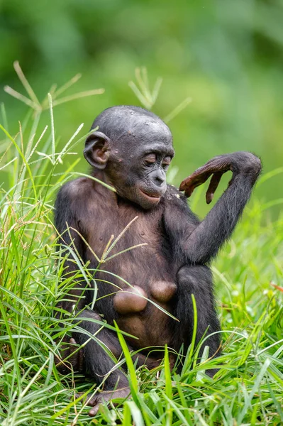 Bonobo-Junges in natürlichem Lebensraum — Stockfoto