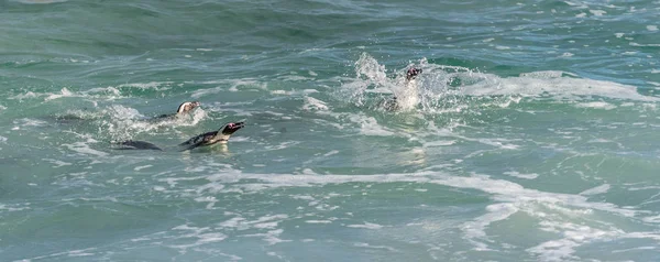 Африканський пінгвіни, купання в блакитна вода — стокове фото