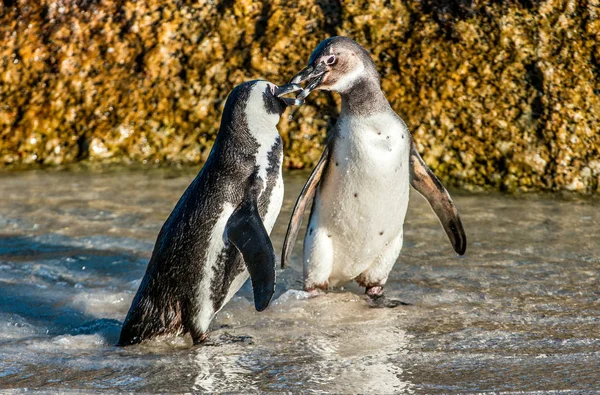 Kissing African penguins on beach — Stock Photo, Image