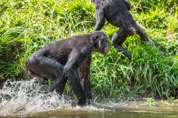 Suda çalışan Bonobo
