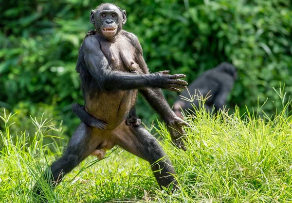 Bonobo-Jungtier auf dem Rücken der Mutter — Stockfoto