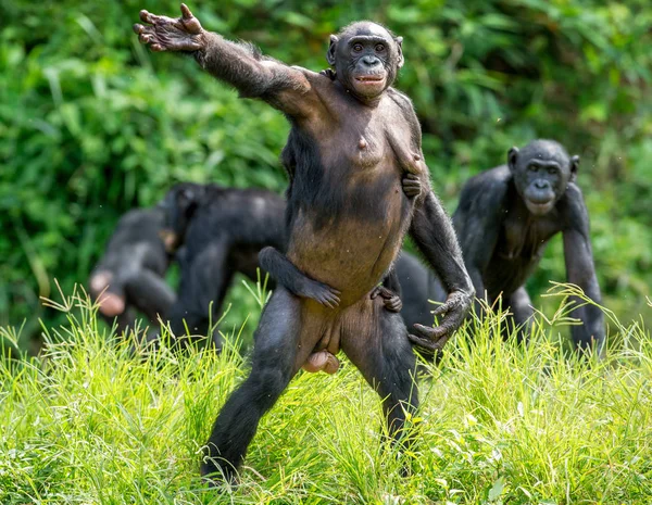 Bonobo Cub на спине матери — стоковое фото