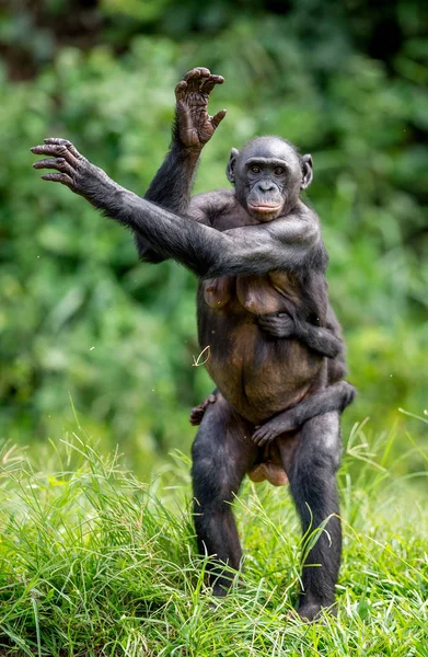 Annenin sırtına bonobo yavrusu