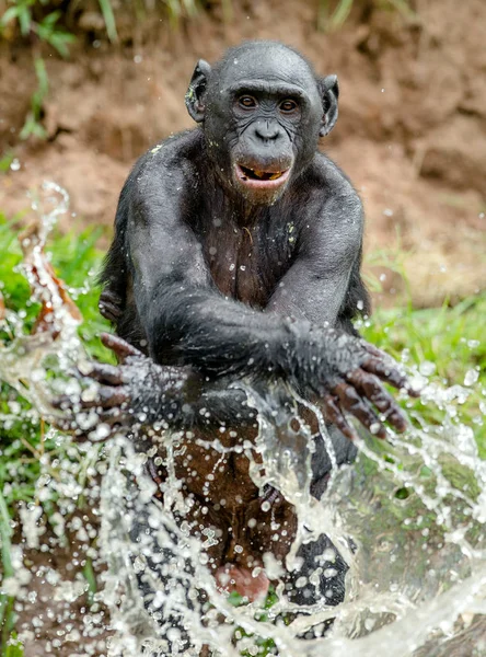 Bonobo aap in het water — Stockfoto